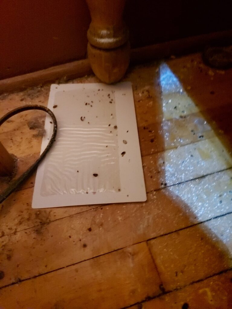 Ant Control Exterminators