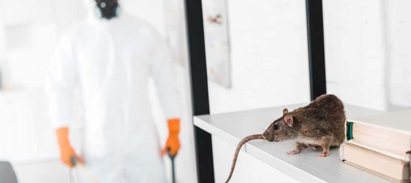 mice exterminator