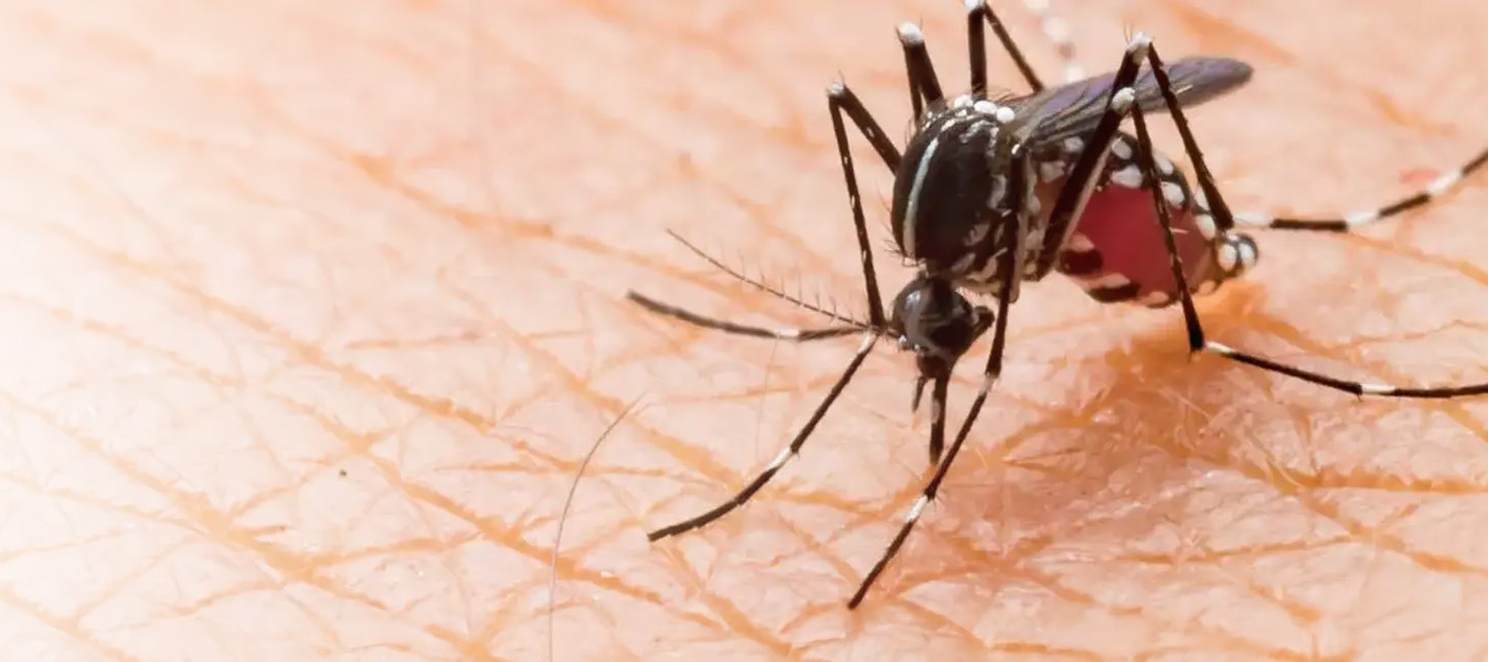 Mosquitoes Lifespan