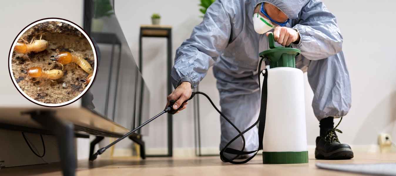 Pavement Ants Control