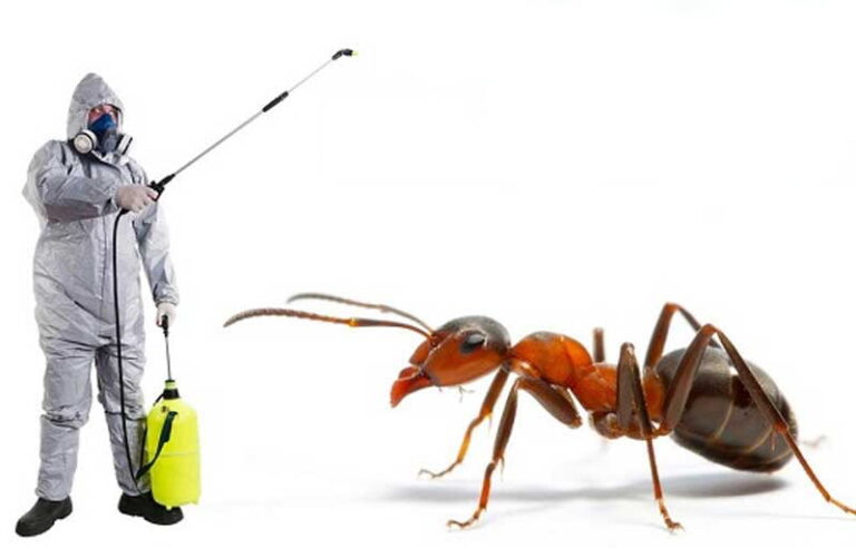 ant and insect control