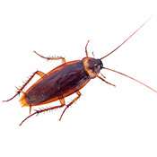 cockroach exterminator