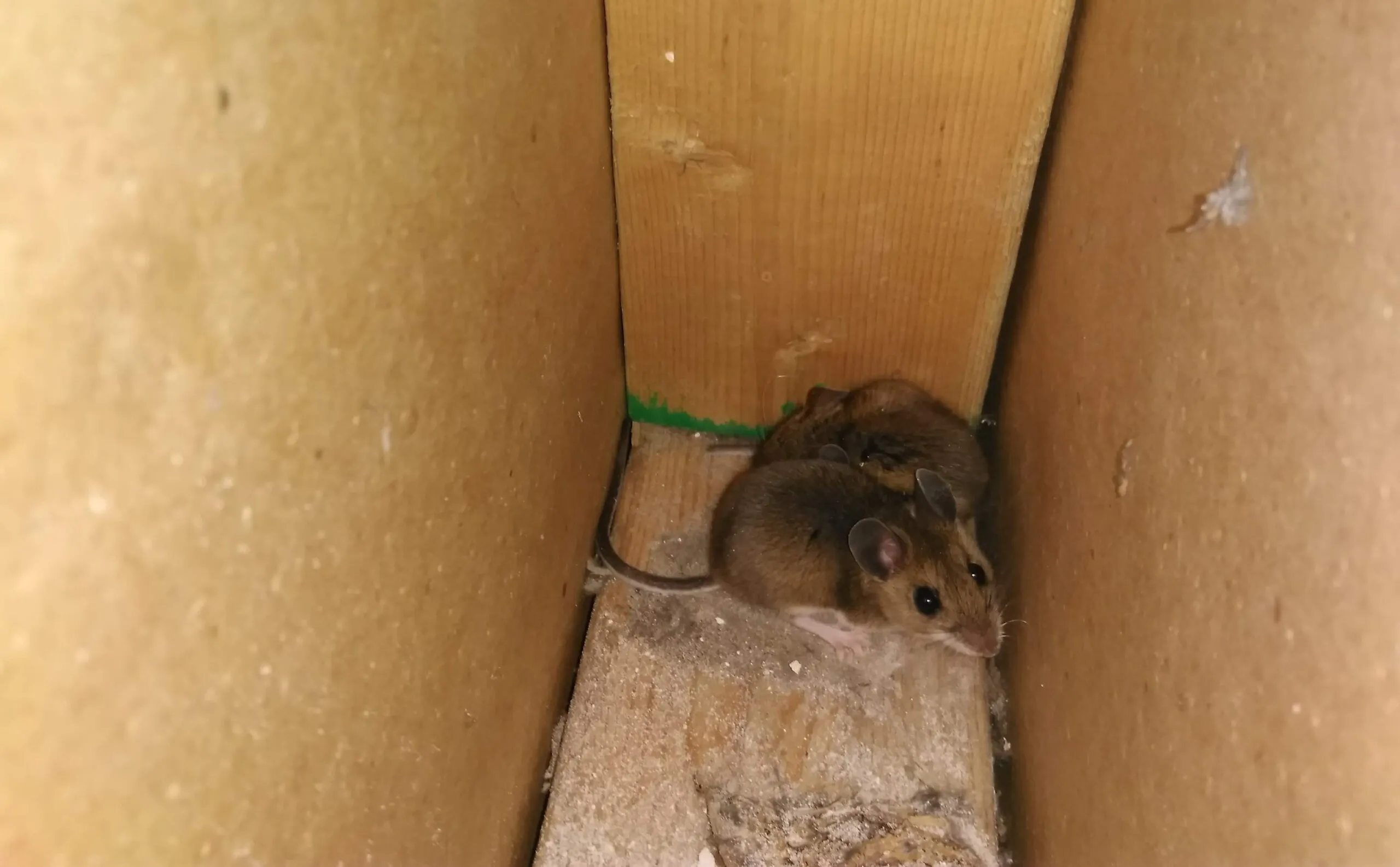 hidden dangers of mice in your home