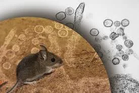 mice viruses