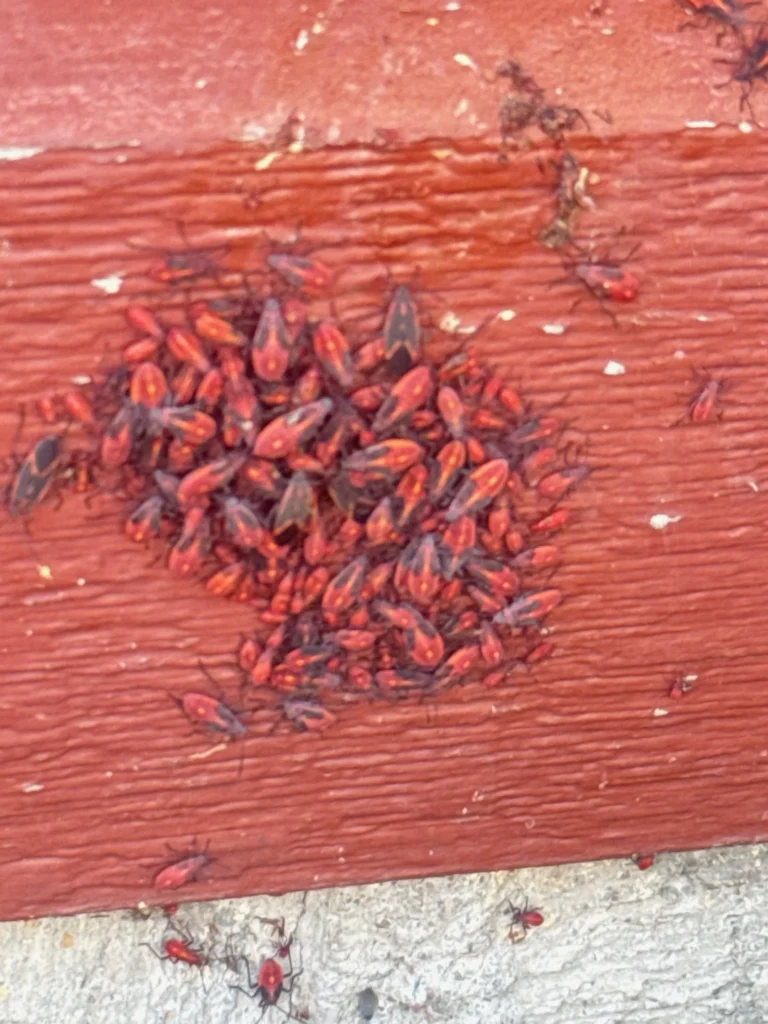 Boxelder Bugs Montreal